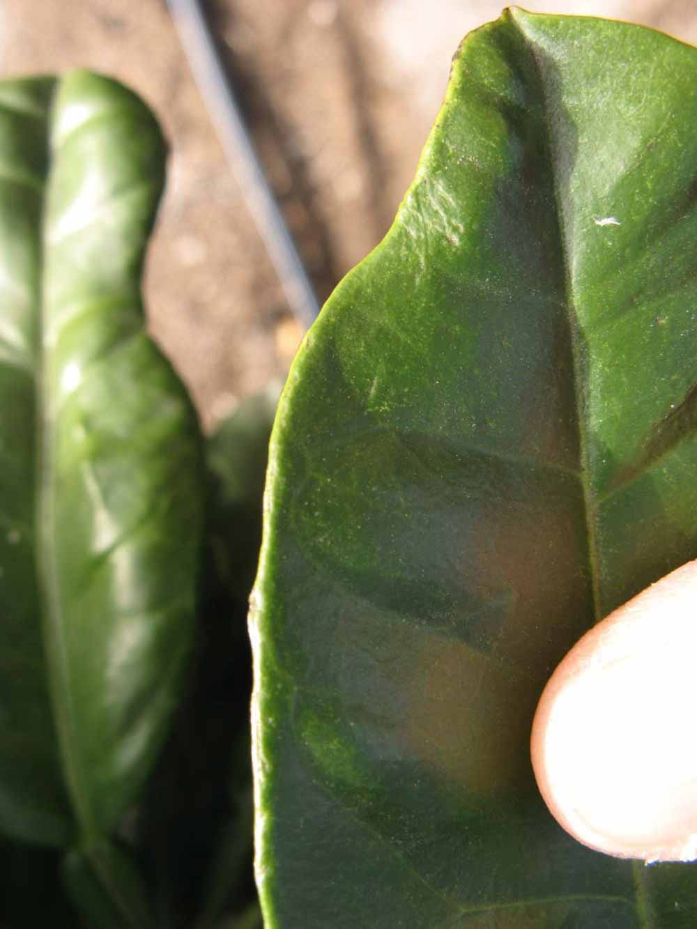              Margin (Winter Haven, FL)       